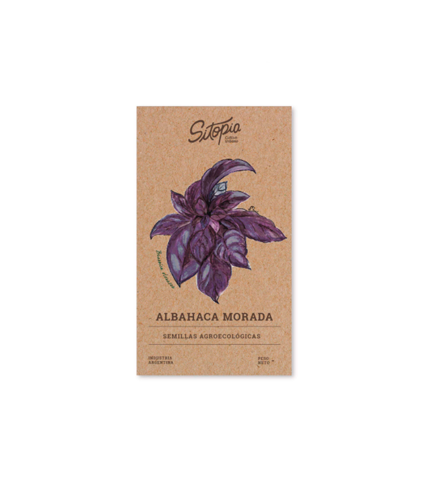 Semillas Albahaca Morada 